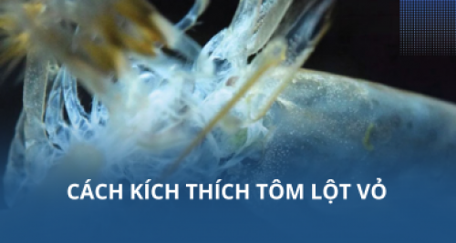 Cách kích thích tôm lột vỏ